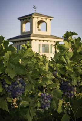 SFW-vineyard-cr SFW-vineyard