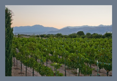 vineyard-pic Wines