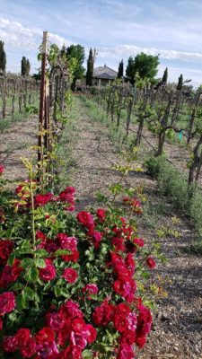 Sanders Winery-08-vineyard