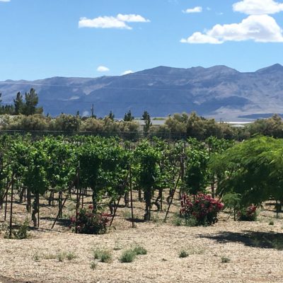 Sanders Winery-vineyard