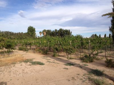 Sanders Winery